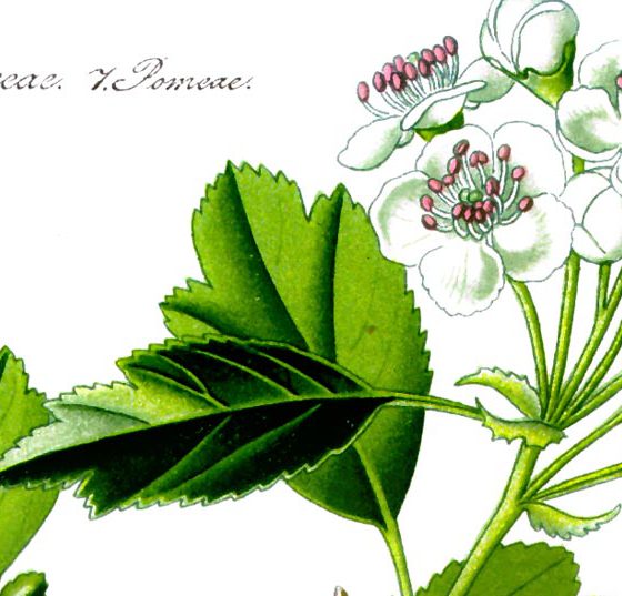 illustration_crataegus_laevigata1