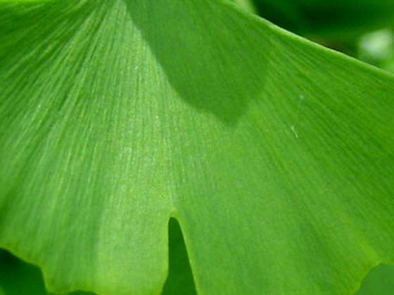 ginkgoblatt_head