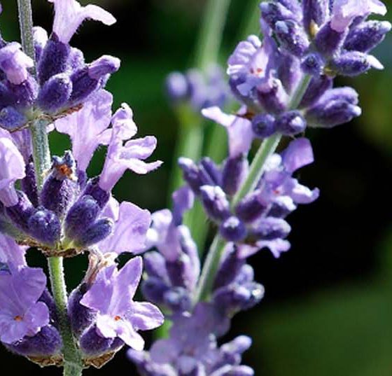 head_lavendel