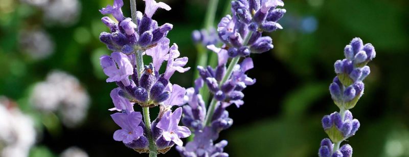 head_lavendel