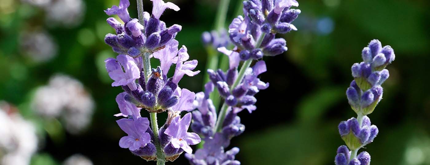 head_lavendel