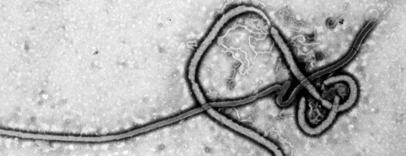 ebola