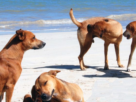 hunde_strand_tollwut