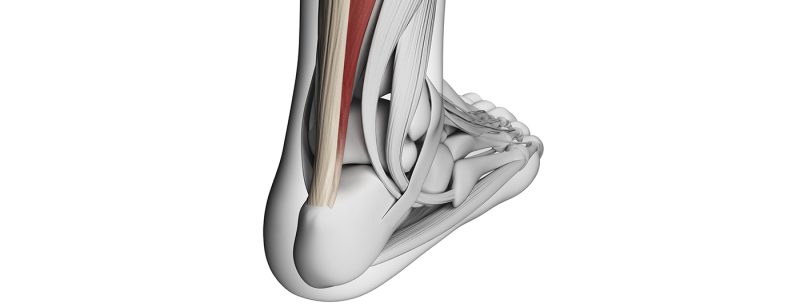 achilles_head
