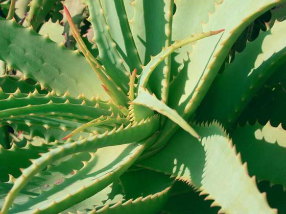 aloe_vera