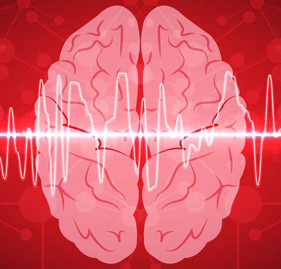 gehirn_brain