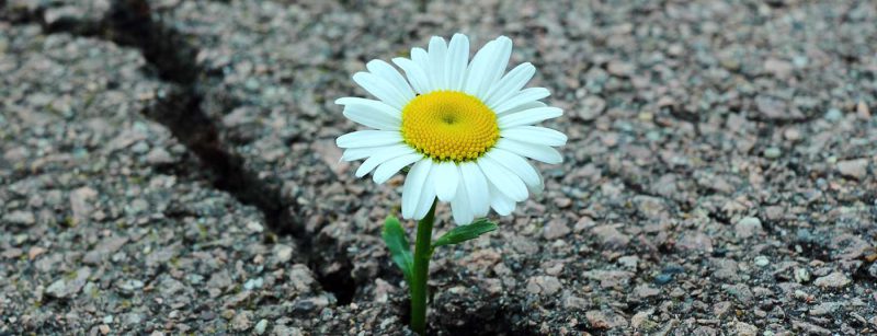 blume_hoffnung