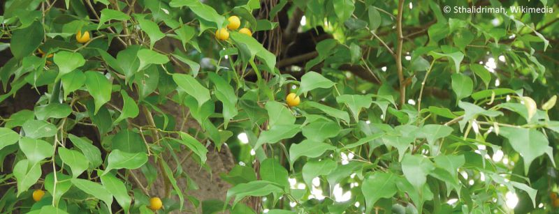 ficus_benjamina