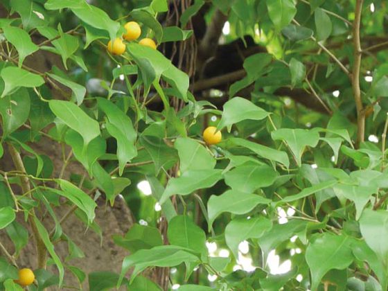 ficus_benjamina