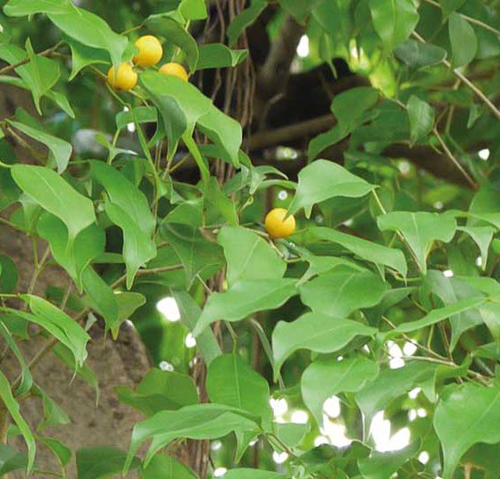 ficus_benjamina