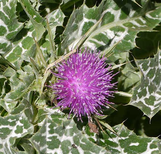 mariendistel