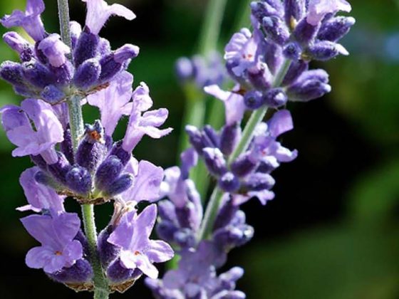 lavendel