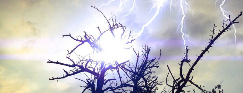 blitz_baum