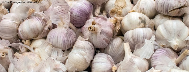 knoblauch