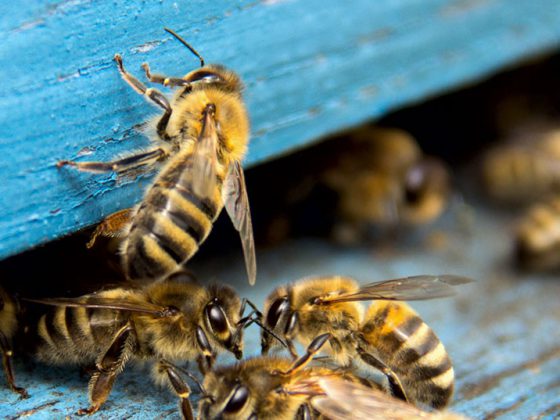 bienen2