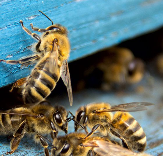 bienen2