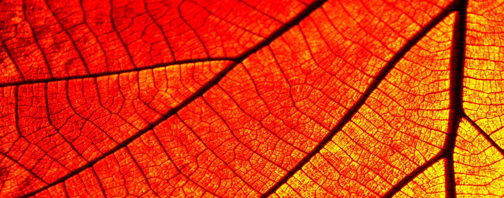 blatt_adern2