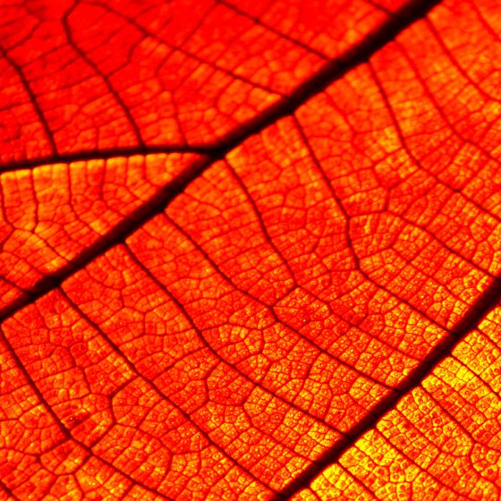 blatt_adern2