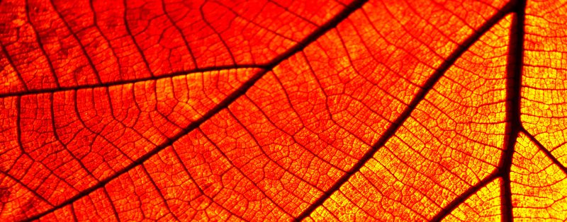 blatt_adern2