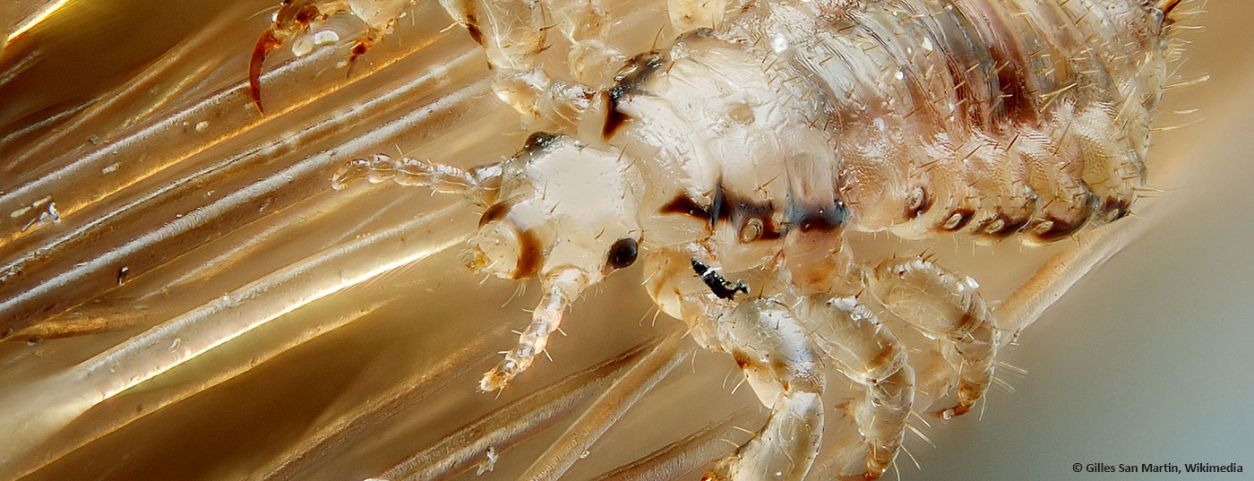 kopflaus