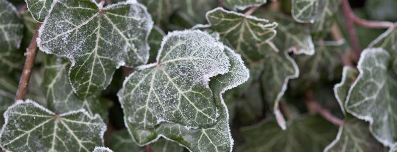 efeu_winter