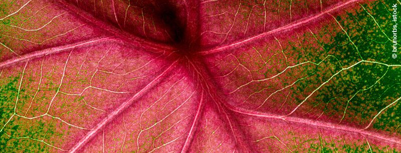 laub_adern_istock-918204910