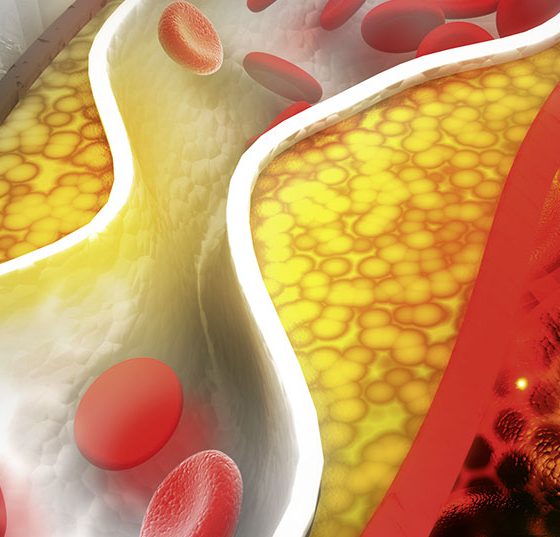 arterie_ader_vene