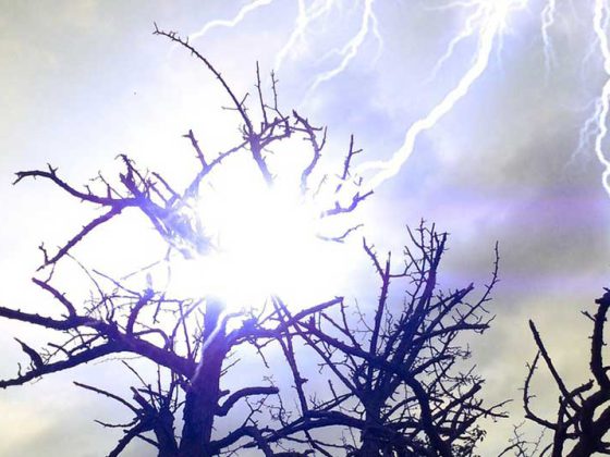 blitz_baum