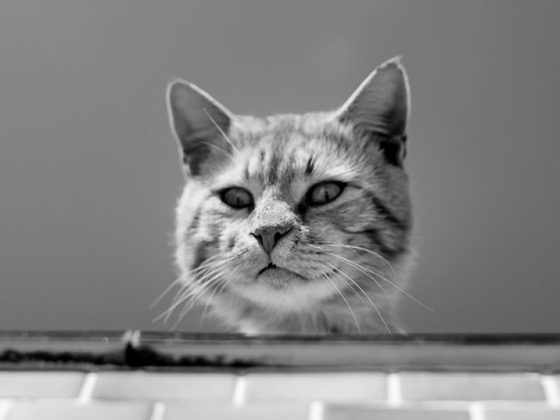katze