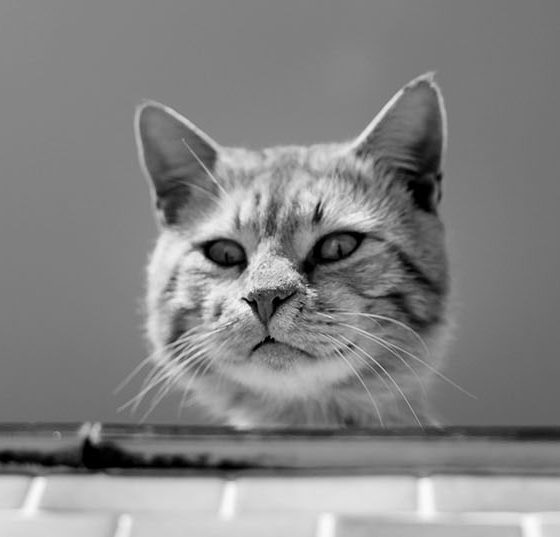 katze