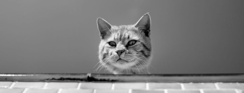 katze