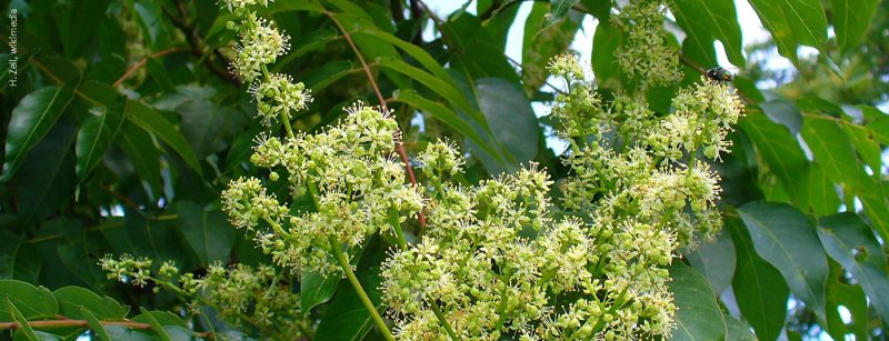 goetterbaum_ailanthus_altissima_002