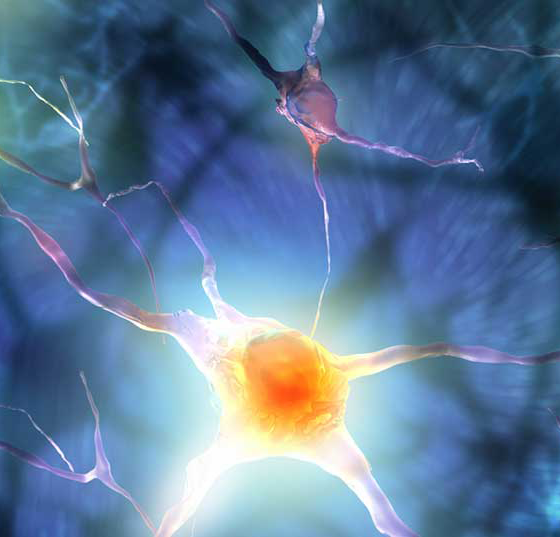 gehirn_neuronen