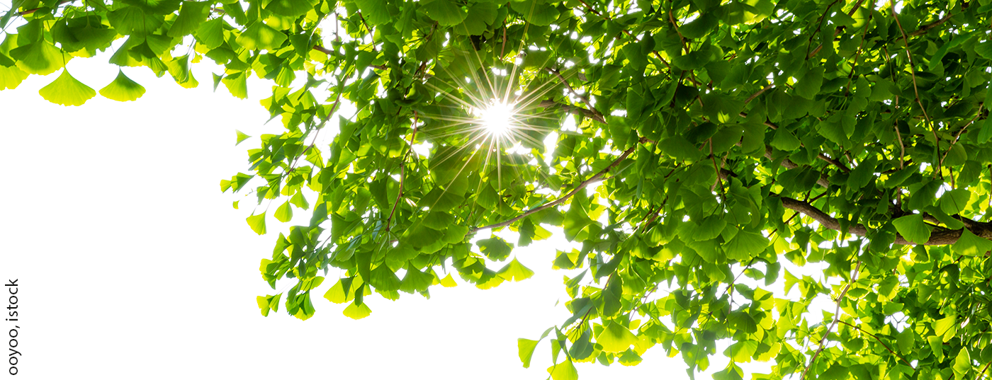 ginkgo_istock-1186816713