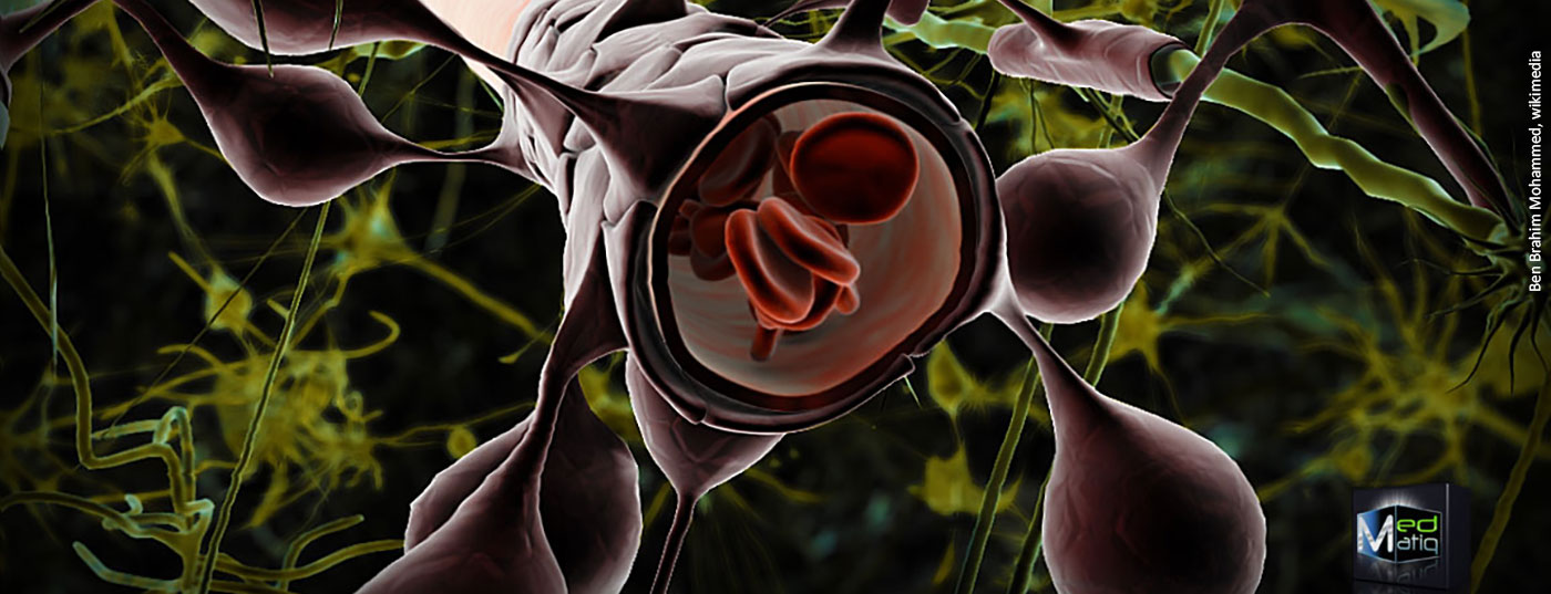 astrozyt_blood_brain_barriere