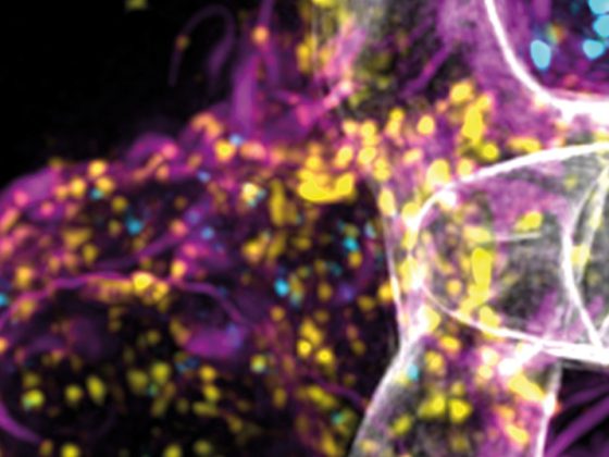 aspergillus_header